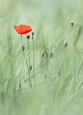 ohne Titel