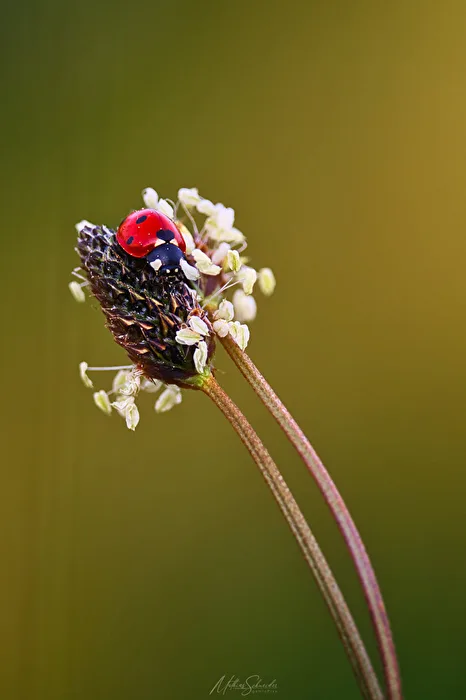 Auf der Blumenwiese