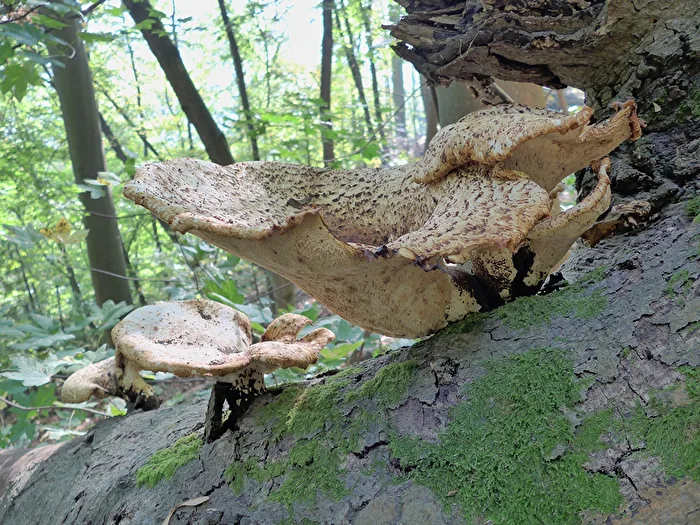Pilze
