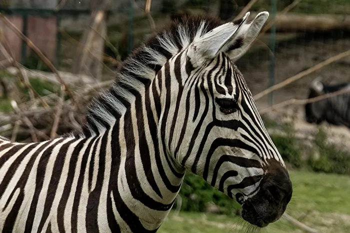 Zebra