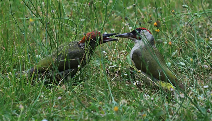 Green Woodpecker