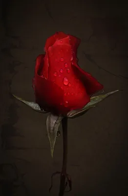 Rote Rose