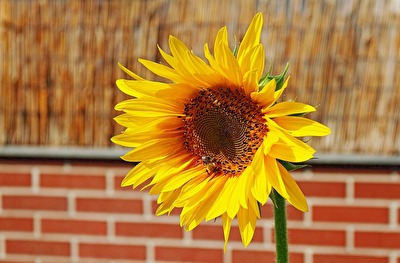 Sonnenblume