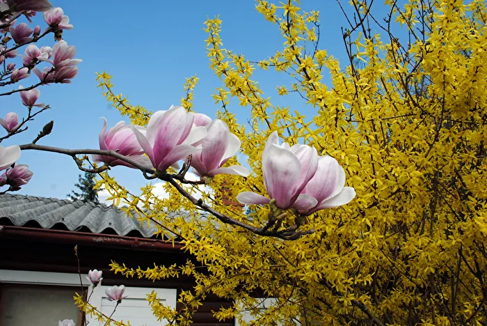 Blossom Contest