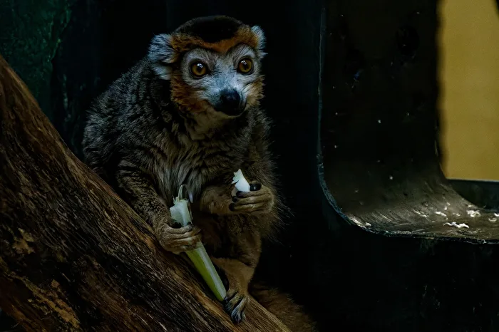 Kronensifaka