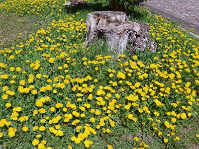 Löwenzahn