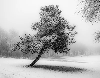 Kiefer im Winter.