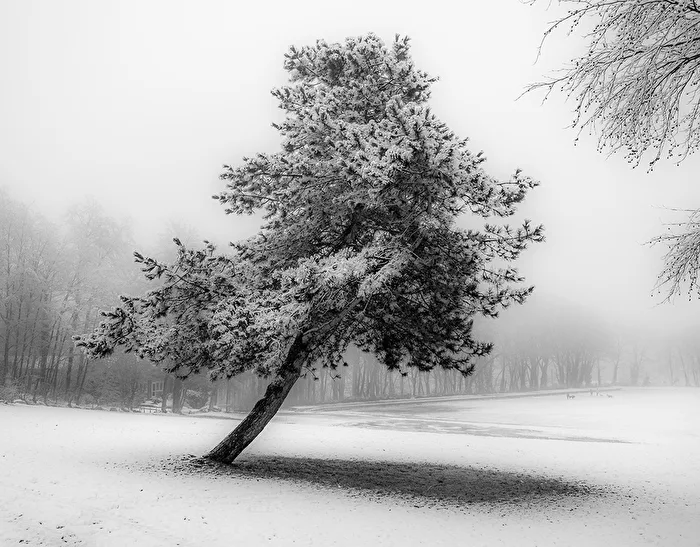 Kiefer im Winter.