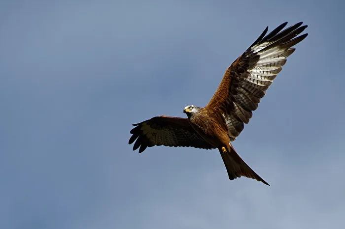 Red Kite
