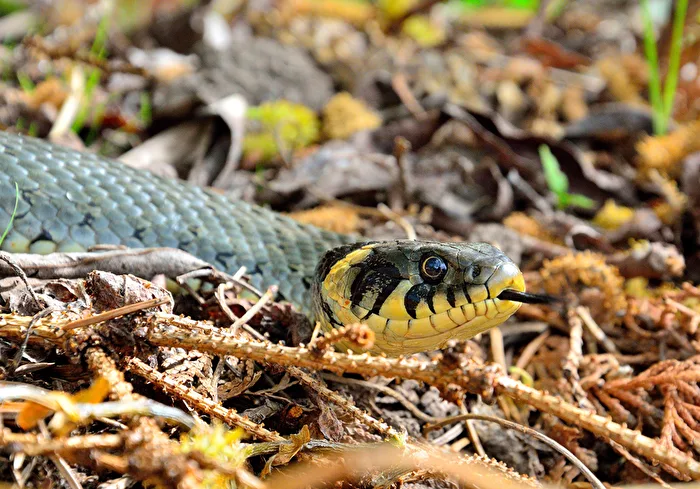 Grass snake portrait