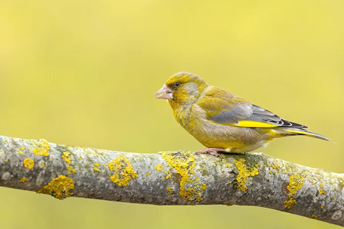 Yellow...