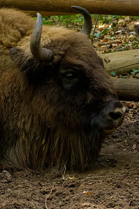 Bison d'Europe