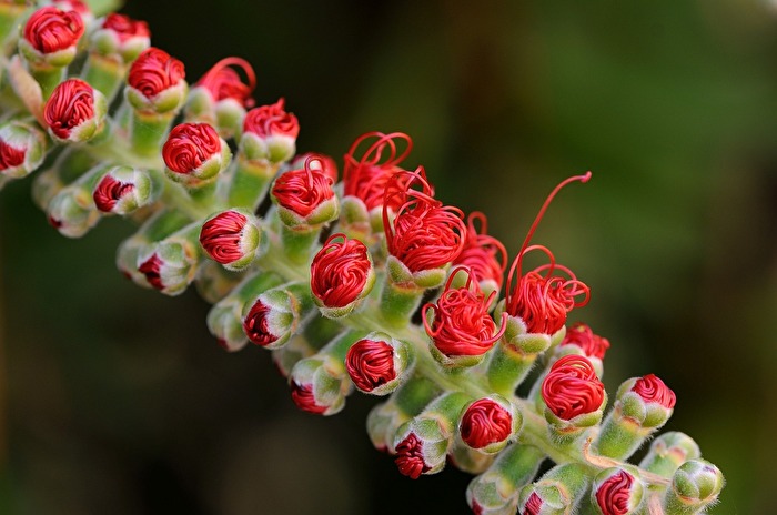 Verwickelte Entwicklung