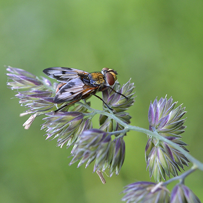 Goldschildfliege..