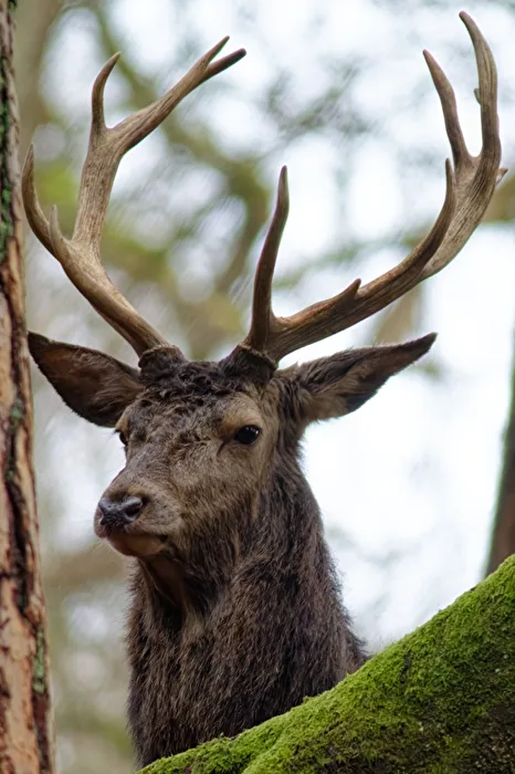 Red Deer
