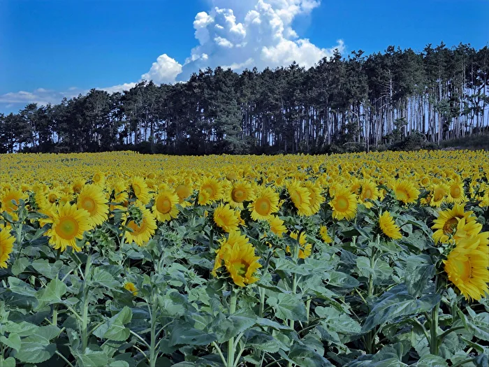 Sunflower field