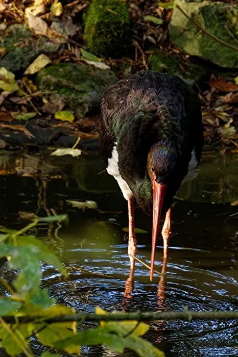 Black Stork