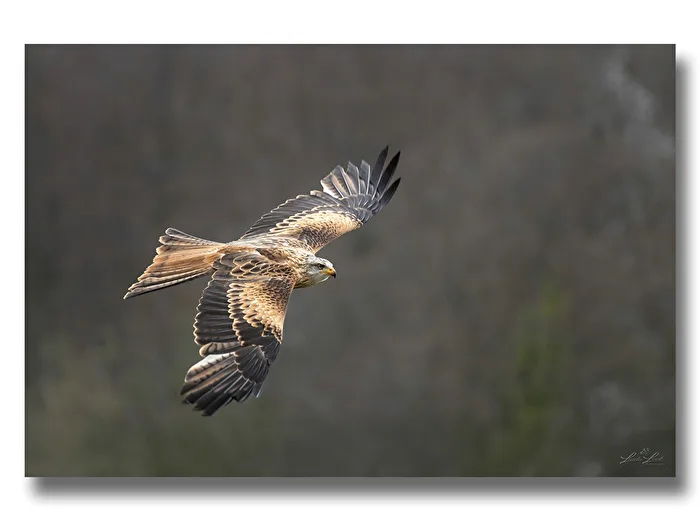 Black Kite