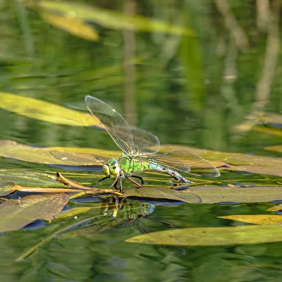 libelle