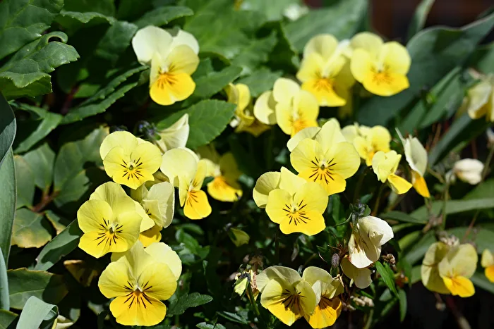 Mauerblümchen