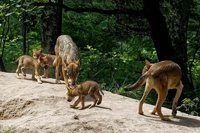 European Wolves