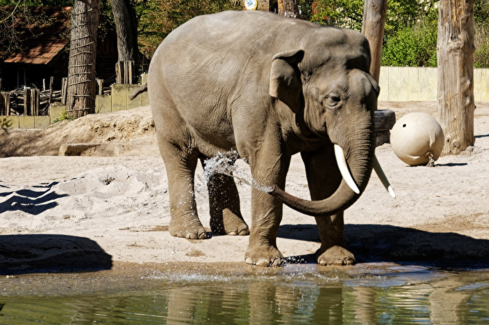 Elefant