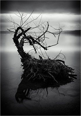 Der einsame Baum vom Ammersee