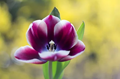 Tulpe