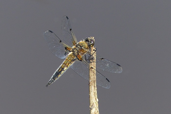 Libelle die zweite