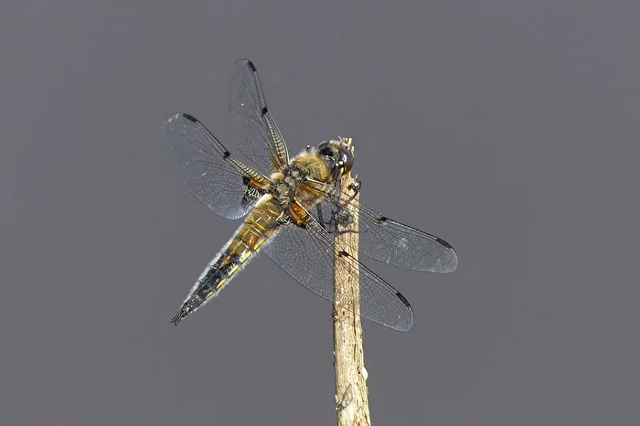 Libelle die zweite