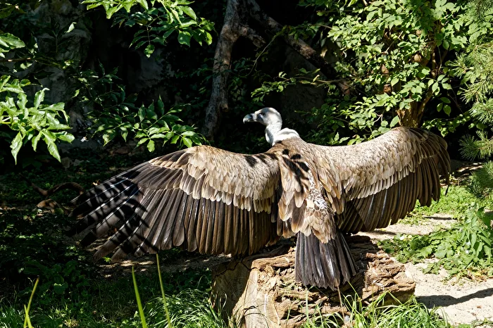 Griffon Vulture