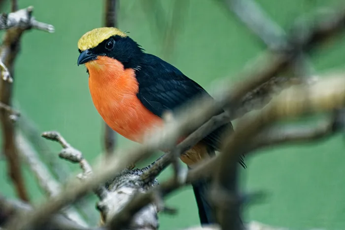 Golden-crowned Shrike