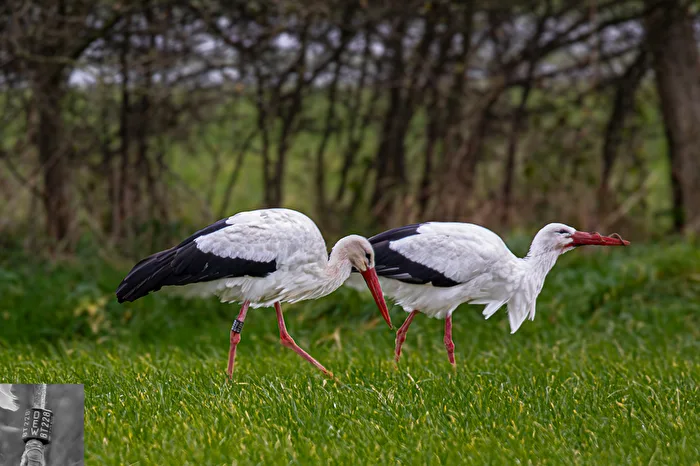 Stork Pair