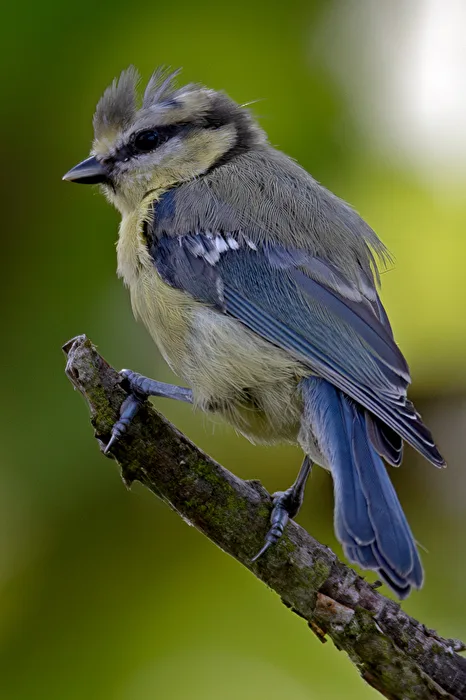 Great Tit in Thought