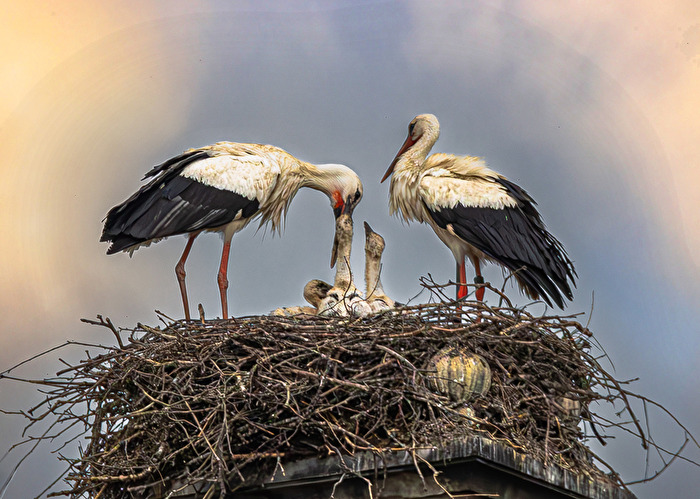Die Jungstörche brauchen reichlich Futter . . .