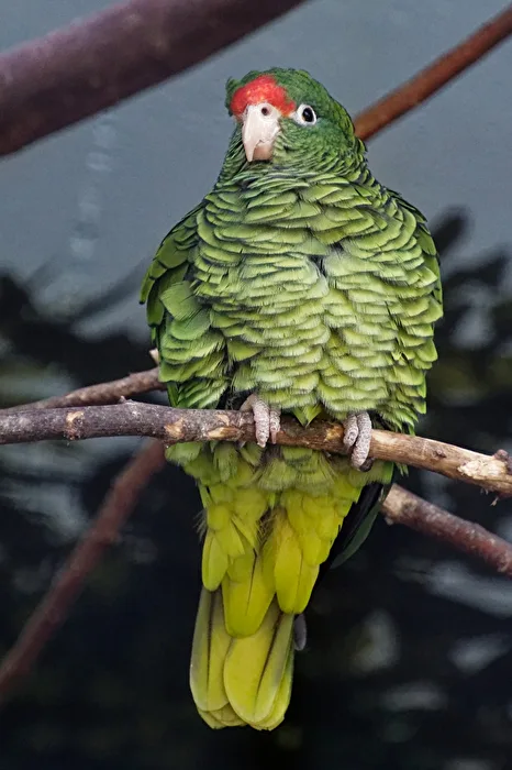 Tucuman - Amazone
