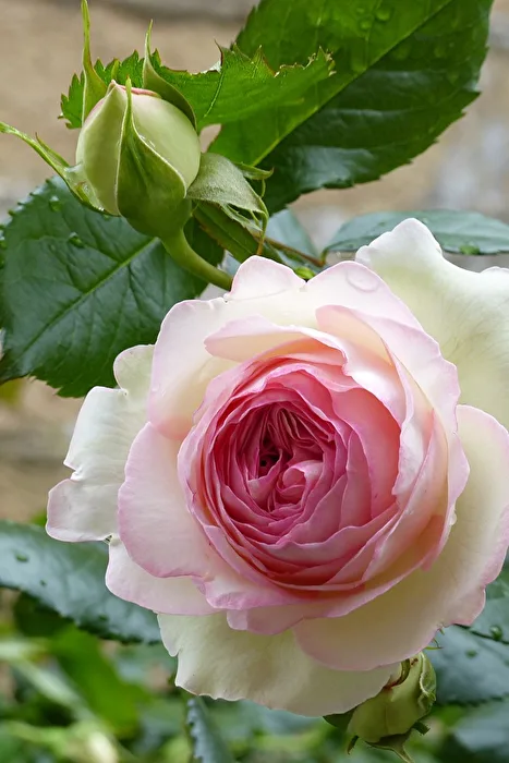 Rose Time