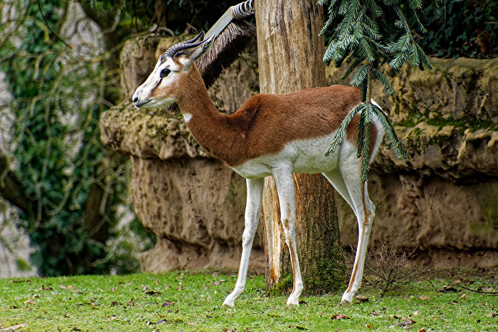 Mhorrgazelle