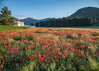 Blumenwiese