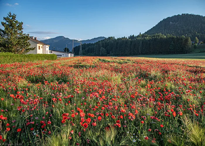 Blumenwiese
