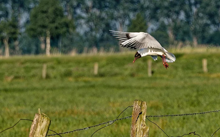 Lachmöwe im Landeanflug