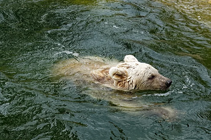 young Syrian brown bear