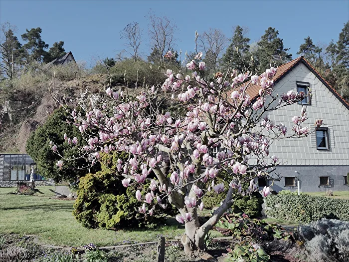 Magnolienblüten