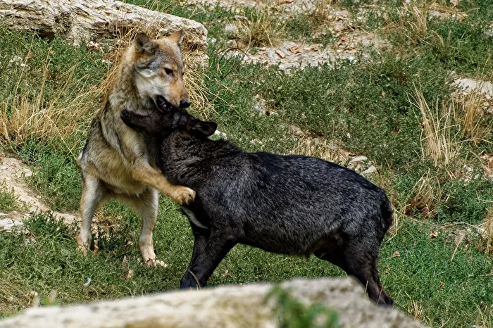 young timber wolves