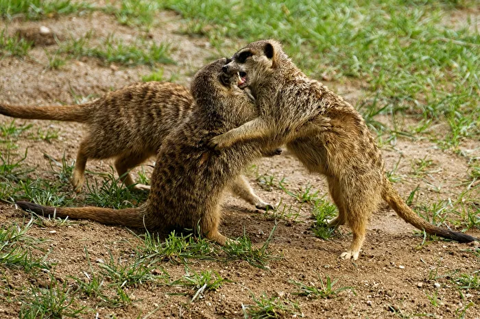 Erdmännchen