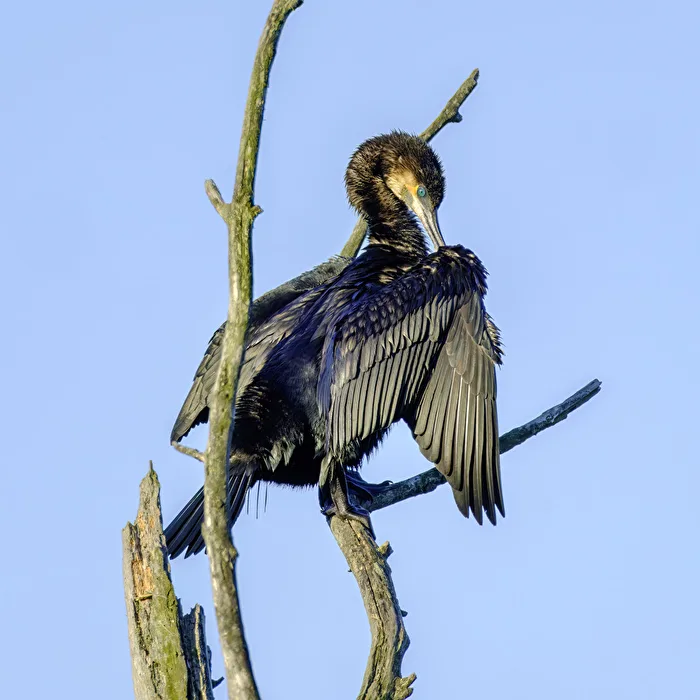 Kormoran