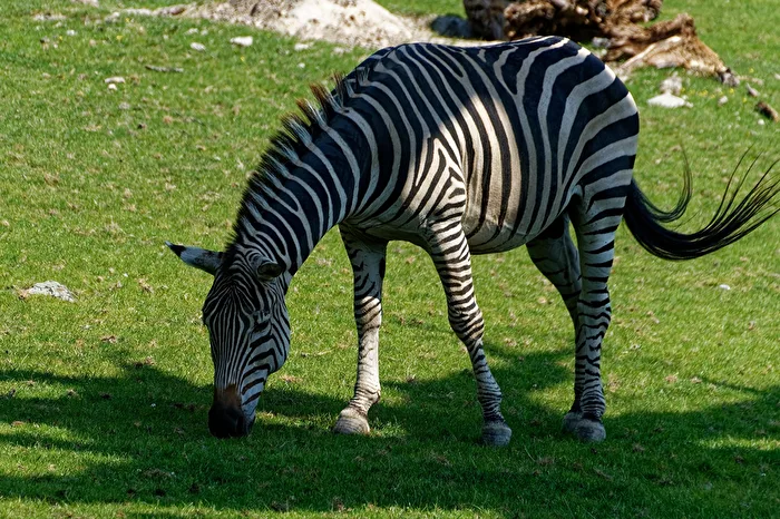Zebra