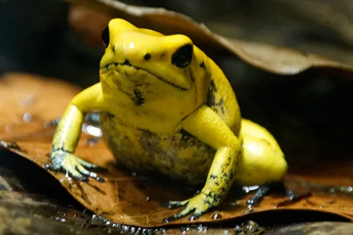 Gelber Pfeilgiftfrosch
