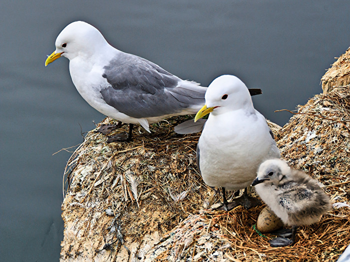 #Vögel