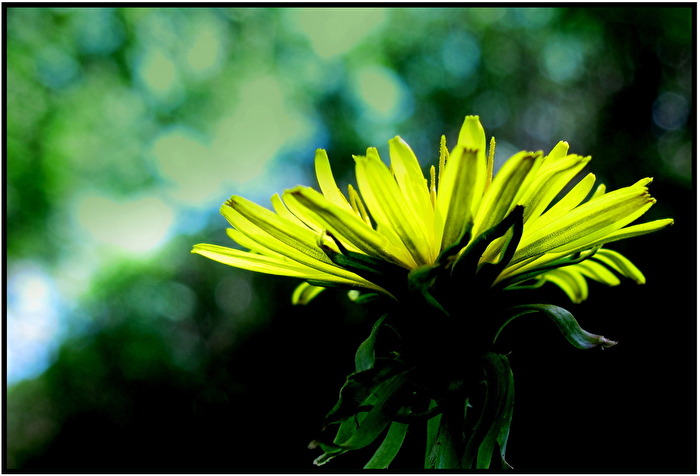 Taraxacum officinale